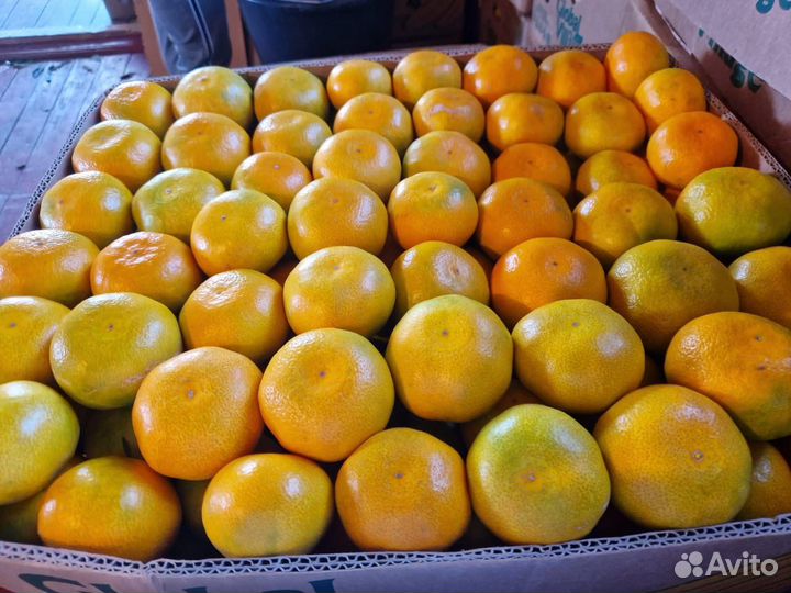 Абхазские мандарины