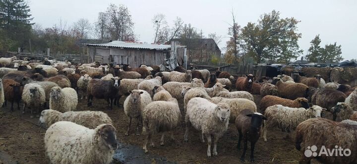 Овцы с ягнятами