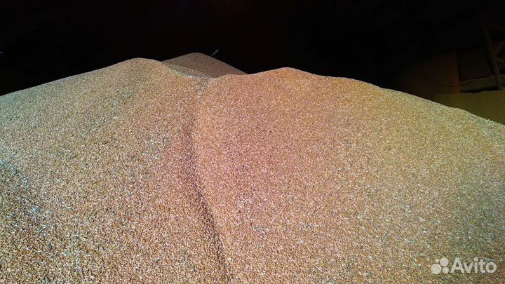 Зерно пшеница