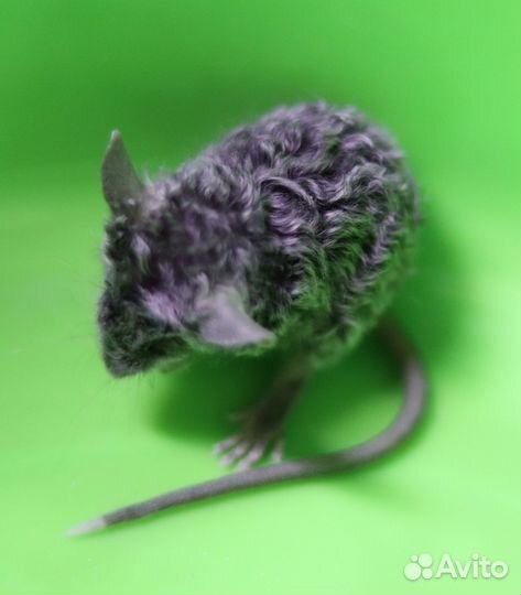 Кудрявые мышки Рексы