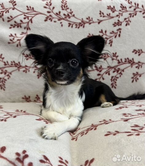 Щенки чихуахуа