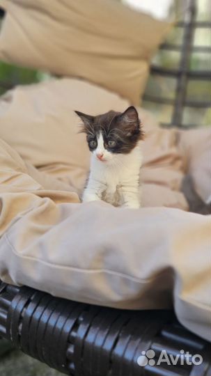 Подарю чудесных котят