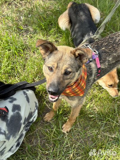 Очаровательный Гром ждет семью