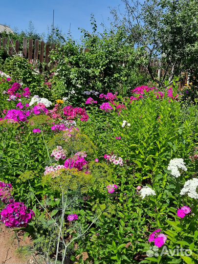 Флоксы многолетние