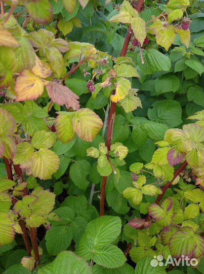 Саженцы малины