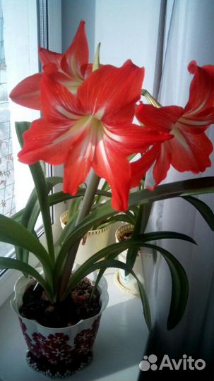 Амариллисы