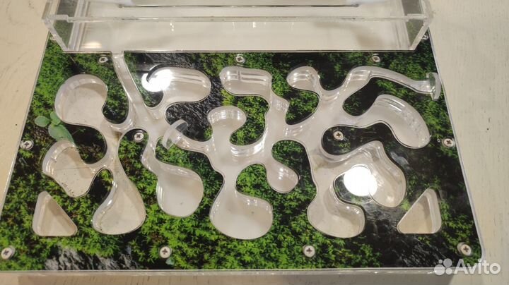 Муравьиная ферма