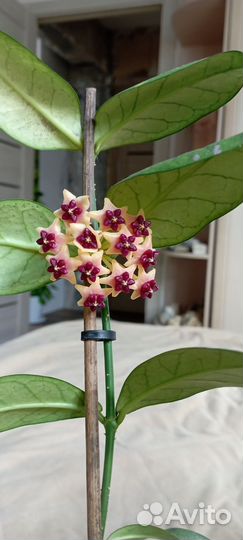 Хойя, эписция