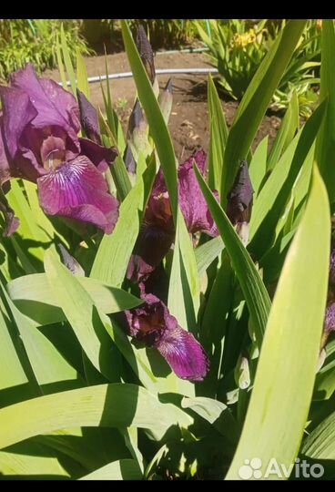 Ирисы