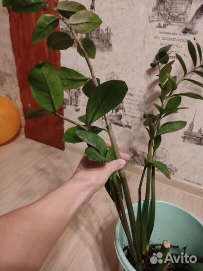 Замиокулькас