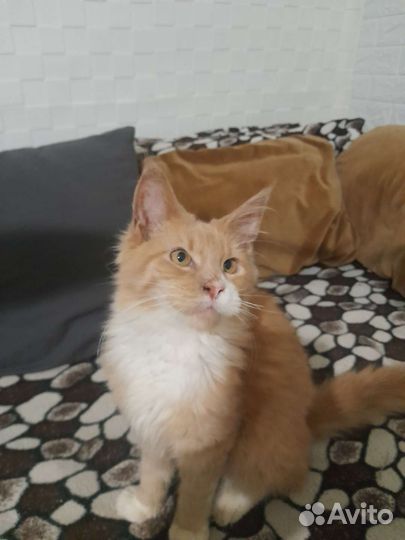 Котята мейн-кун
