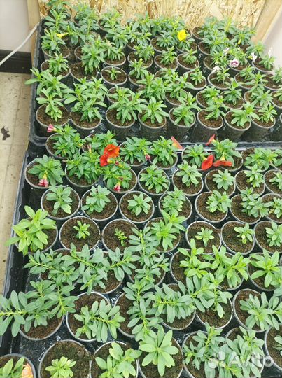 Черенки калибрахоа