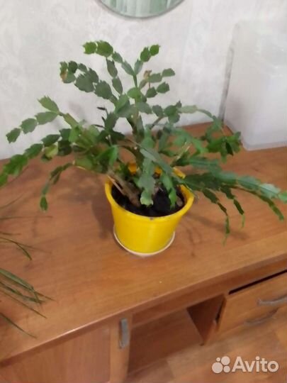 Декабрист шлюмбергера. Усеченная