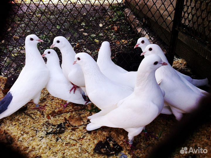 Бакинские голуби