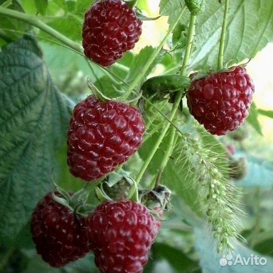 Саженцы ремонтантной малины