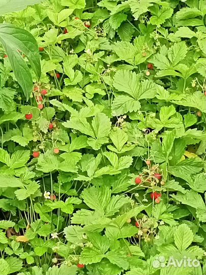 Кустики земляники лесной