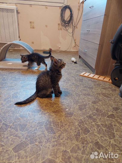 Мальчик 2 месяца ищет дом