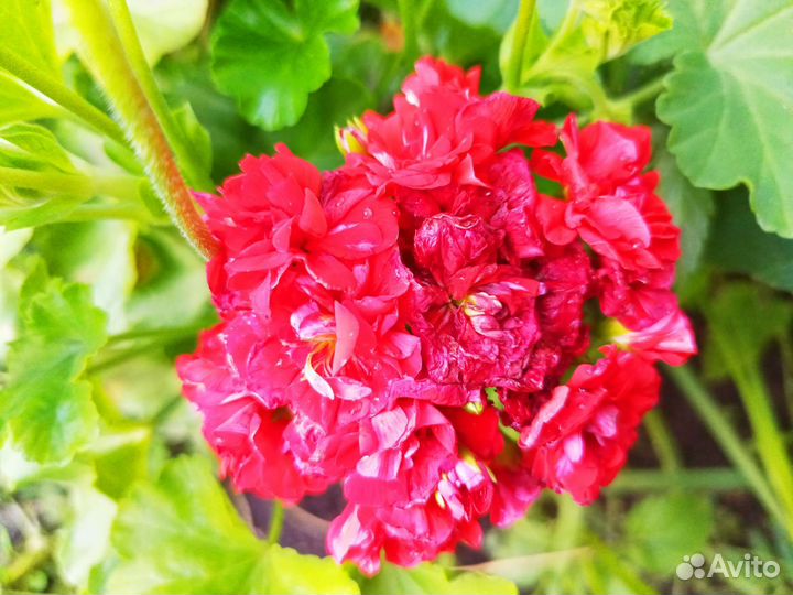 Пеларгония красная розебудная