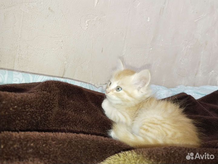 Котята бесплатно