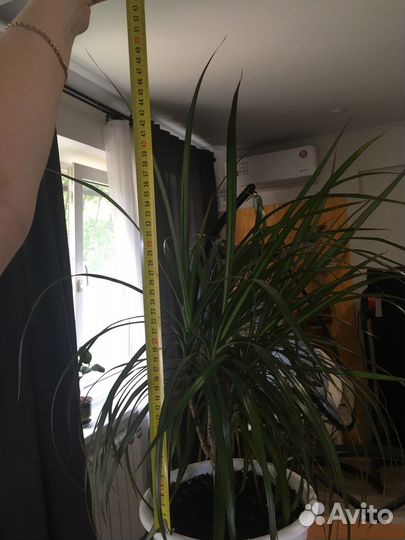 Драцена 5 стеблей