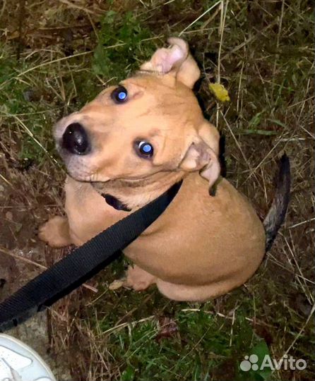 Щенок мальчик