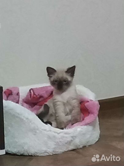 Лежанка для кошек бу