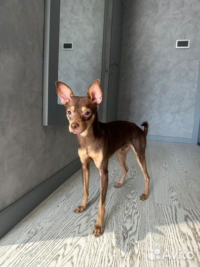 Той-терьер, маленькие собачки в добрые ручки