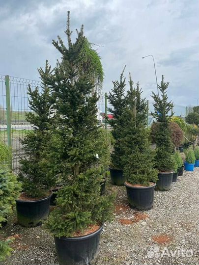 Ель обыкновенная Виллс Цверг (Wills Zwerg)