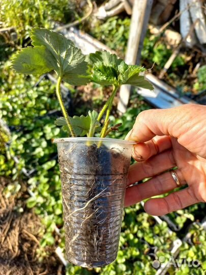 Клубника рассада