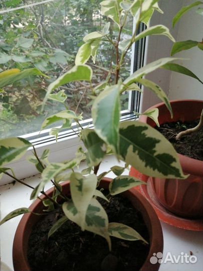 Комнатные цветы антуриум