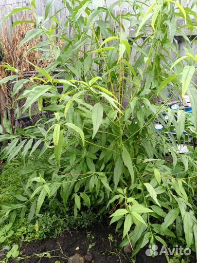 Саженцы персика