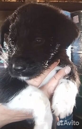 Щенята мальчики