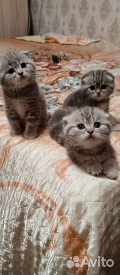 Продам очаровательных котят