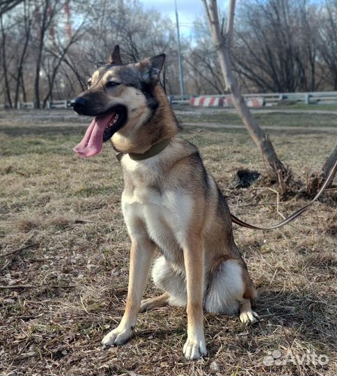 Собака из приюта ищет дом