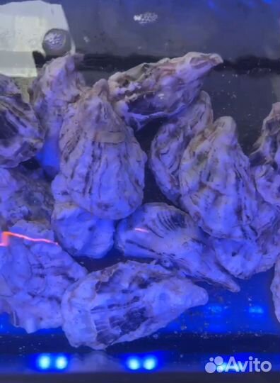 Живые устрицы