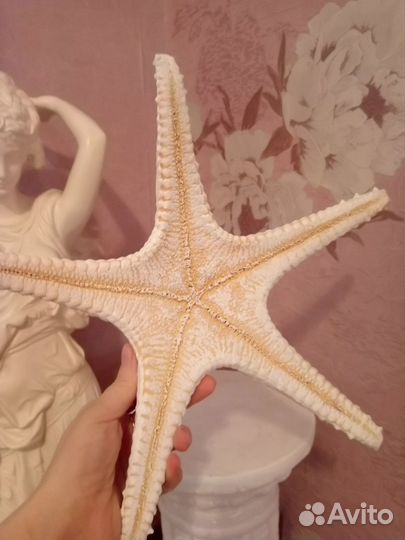 Морская звезда натуральная кашпо для цветов новое