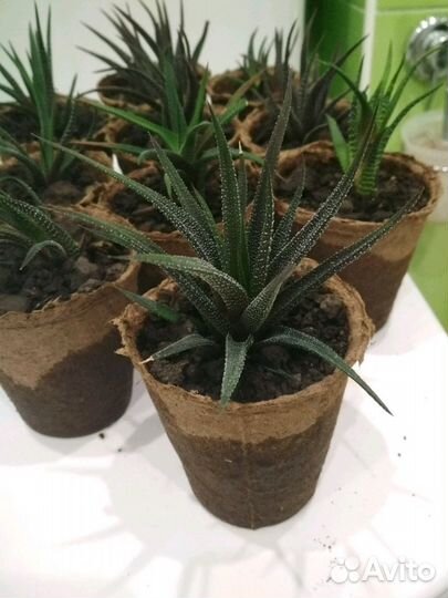 Хавортия суккулент