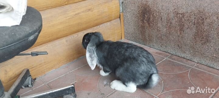 Французский баран