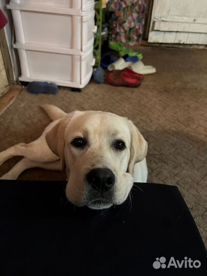 Собака лабрадор 10 месяцев бронь