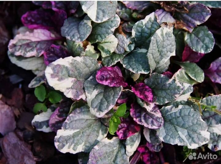 Живучка ползучая