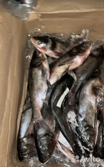 Толстолобик с/м