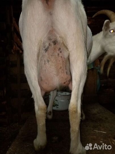 Коза и козел