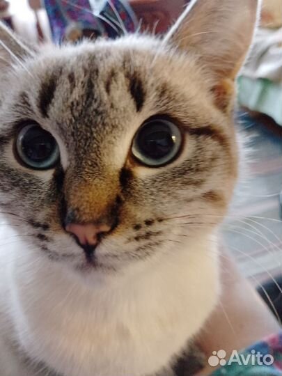 Тайские котята