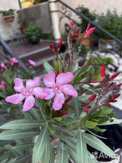 Олеандр розовый