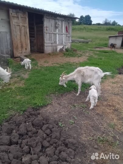 Козы с козлятами