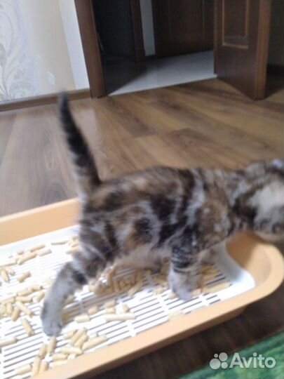 Шотландская