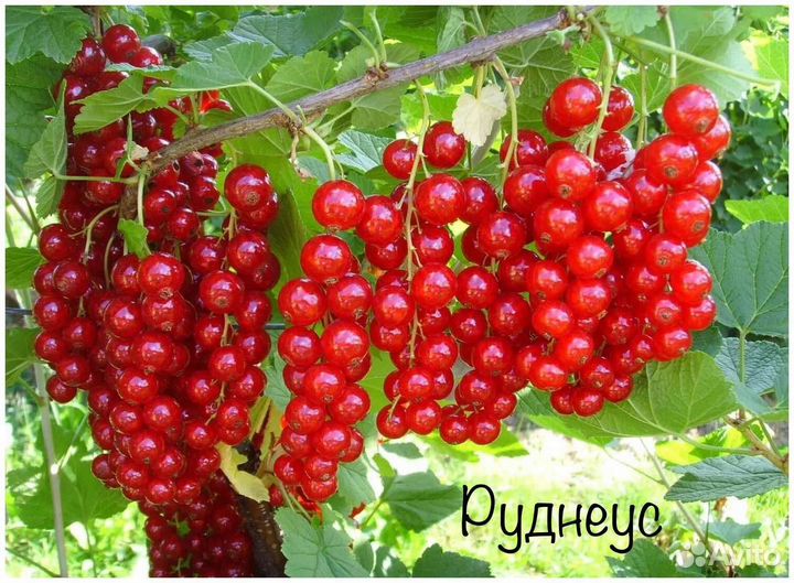 Саженцы смородины, крыжовника