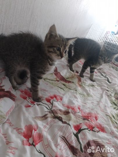 Котята отдам даром