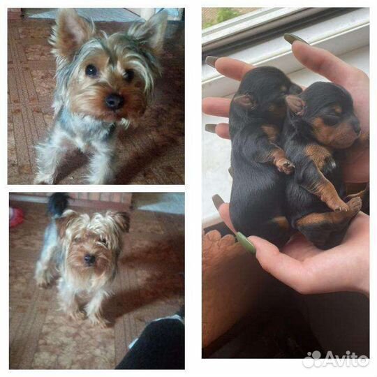 Йоркширский терьер