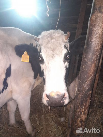 Корова стельная дойная